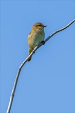Common chiffchaff (Phylloscopus collybita) perched on dead branch in bush in early spring