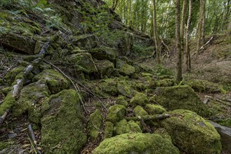 Mossy basalt rocks, block pile and former quarry for basalt in the beech forest, Raumertswald,