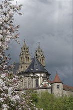 View of the Comburg, fruit blossom, fruit tree, spring, April, Way of St James, Benedictine