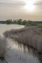 Trees, reeds, water, sun, sunset, Elbtalaue near Bleckede, Lower Saxony, Germany, Europe