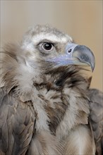 Black vulture or cinereous vulture (Aegypius monachus), portrait, captive, Germany, Europe