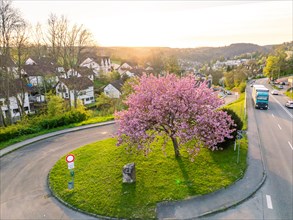 A large blossoming tree stands magnificently in a spring-like suburban scene at sunset, spring,
