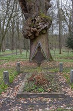 Old oak tree with the tomb of Heinrich XXXVIII Prince Reuss in the castle park, Ludwigslust,