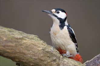 Great spotted woodpecker (Dendrocopos major), adult male, Dingdener Heide nature reserve, North