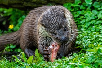 Eurasian otter, European river otter (Lutra lutra) eating caught freshwater fish from lake. Captive