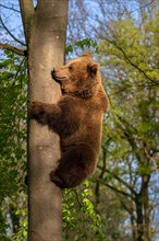 European brown bear (Ursus arctos) climbing tree in forest. Captive