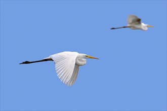 Two great white egrets, great egret (Ardea alba) in non-breeding plumage flying against blue sky in