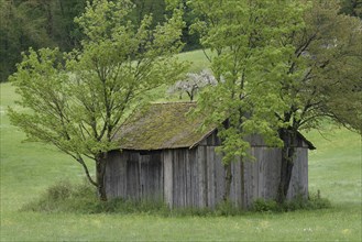 Spring at the foot of the Einkorn, woodshed, fruit tree, fruit blossom. Shed, Swabian-Franconian