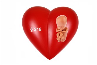 Red heart, organ, health, body part, embryo, foetus, 12 weeks old, Â§218, abortion, studio