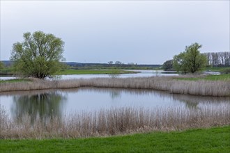Trees, reeds, water, Elbtalaue near Bleckede, Lower Saxony, Germany, Europe