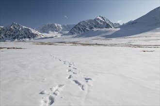 Deep footprints on a wide expanse of snow in the snow-covered Tavan Bogd National Park, Mongolian