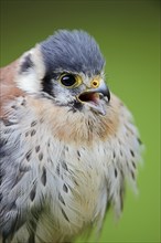American Kestrel (Falco sparverius), calling male, portrait, captive, occurrence in North America