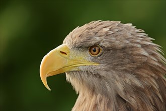 White-tailed eagle (Haliaeetus albicilla), portrait, captive, Lower Saxony, Germany, Europe
