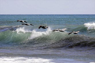 Beach at Poneloya, Las Penitas, Pelicans flying synchronised over powerful waves of the blue sea,