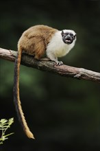 Mantled monkey or bicoloured tamarin (Saguinus bicolor) calling, captive, occurrence in Brazil