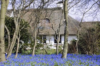 Sylt, North Frisian Island, Schleswig Holstein, thatched roof house with a front garden full of
