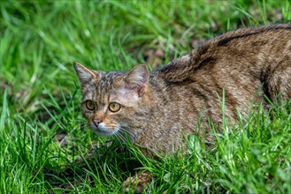 European wildcat, wild cat (Felis silvestris silvestris) hunting prey in meadow, grassland. Captive