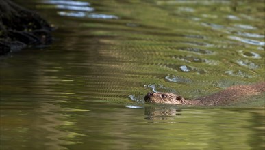 Eurasian otter, European river otter (Lutra lutra) swimming in pond, stream