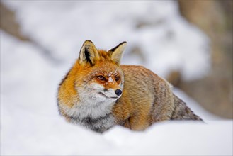 Red fox (Vulpes vulpes) hunting in deep snow in winter