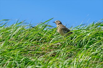 Meadow pipit (Anthus pratensis) foraging in grassland in early spring