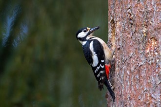 Great spotted woodpecker (Dendrocopos major) adult female at nest entrance in tree trunk in spruce