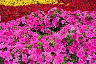 Beijing, China, Asia, Close-up of a bed of pink flowers forming a dense floral pattern, Asia