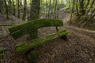 Weathered, rotten and mossy bench made of rough wooden boards, autumn leaves, backlight, beech