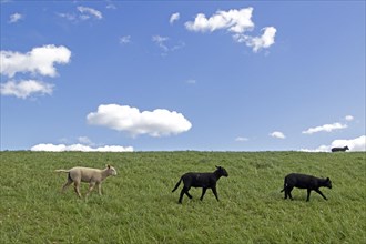 Lambs, black and white, sheep, Elbe dyke near Bleckede, Lower Saxony, Germany, Europe
