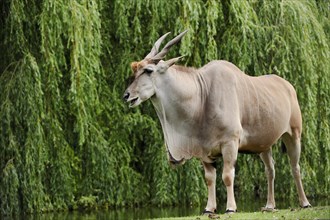 Common eland (Taurotragus oryx), male, captive, occurring in Africa