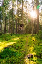 A raised hide stands in a sunny forest clearing, bathed in radiant sunlight, Calw, Black Forest,