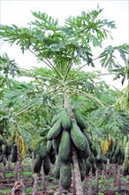 On the road near Rivas, A lush papaya tree with many ripe fruits, Nicaragua, Central America,