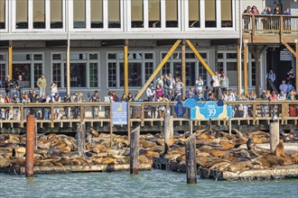 Sea lion colony at Pier 39, Fisherman's Wharf, San Francisco, California, USA, San Francisco,