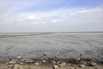 Sylt, North Frisian Island, Schleswig Holstein, Extensive mudflats under a cloudy sky with visible
