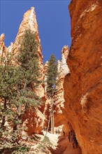 Queen's Garden Trail, Bryce Canyon, Bryce Canyon National Park, Colorado Plateau, Utah, United