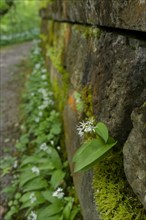 Ramson (Allium ursinum) in bloom on a wall projection, wild vegetables, April, spring, municipal