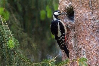 Great spotted woodpecker (Dendrocopos major) female inspecting old nest with spider's web in tree