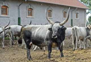 Breeding bull, Hungarian steppe cattle, Laszlomajor Meierhof, Sarrod, Fertoe-Hansag National Park,