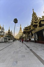 Shwedagon Pagoda, Yangon, Myanmar, Asia, View of a golden pagoda under a blue sky with a palm tree