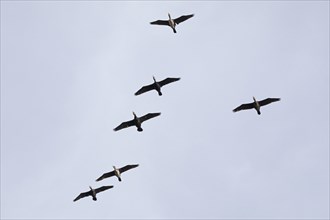 Flying cormorants, flock, Elbtalaue near Bleckede, Lower Saxony, Germany, Europe