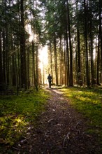 Lone hiker on a forest path, flooded with warm rays of sunshine, spring, Calw, Black Forest,