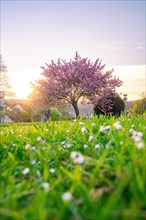 Low angle view of a meadow full of daisies in front of a magnificently blossoming tree at sunset,