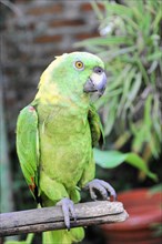 Ometepe Island, Nicaragua, A green parrot (Ara ambigua), on a branch, the yellow eyes are striking,