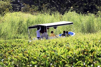 Granada, Nicaragua, People enjoying a leisurely boat trip through dense aquatic vegetation, Central
