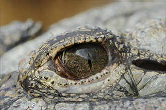 Nile crocodile (Crocodylus niloticus), eye, captive, occurring in Africa