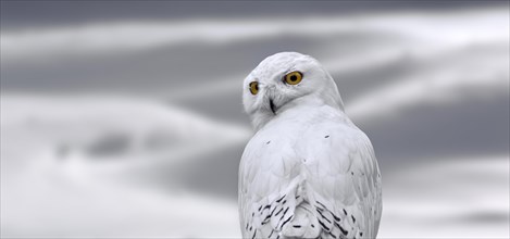 Snowy owl (Bubo scandiacus, Strix scandiaca) on the tundra in the snow in winter, native to Arctic