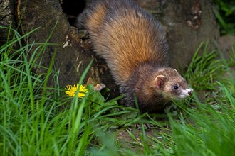 Hunting European polecat (Mustela putorius) leaving hollow tree trunk in search for mice and