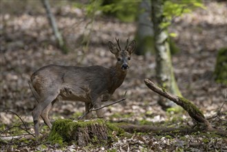 Roebuck in deciduous forest in spring, Wittlich, Eifel, Rhineland-Palatinate, Germany, Europe
