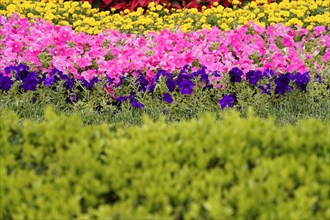 China, Beijing, Forbidden City, UNESCO World Heritage Site, close-up of bright flowers in a garden