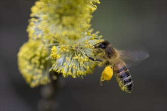 A honeybee collects pollen from a willow in the Hohe Ward nature reserve in Muenster, 08/04/2024