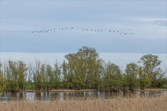 Trees, reeds, water, Elbe, flying cormorants, flock, Elbtalaue near Bleckede, Lower Saxony,